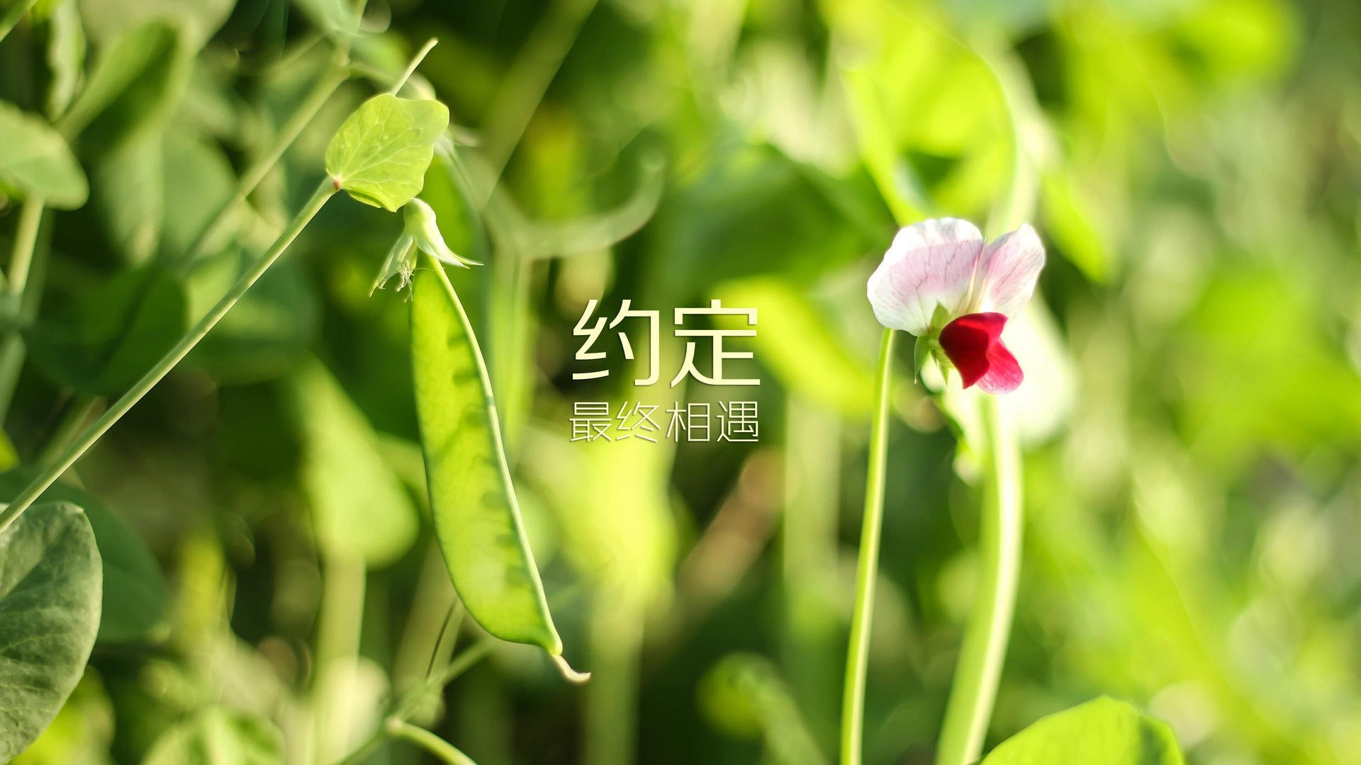 皇家社会主场失利，需要调整状态，皇家社会是哪国的球队